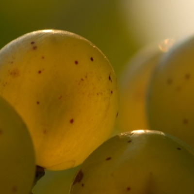 Silvaner Beeren 5